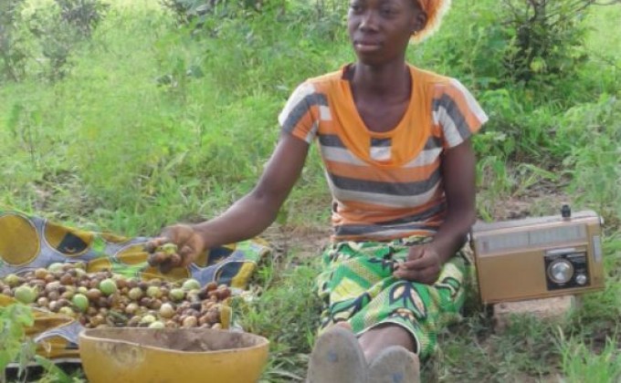 Mise &agrave; l&rsquo;&eacute;chelle de la collecte et de la commercialisation des noix de karit&eacute; au Burkina Faso