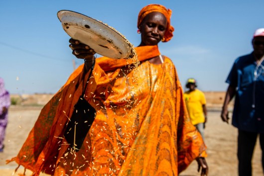 Femmes et Agriculture R&eacute;silientes (Projet FAR)