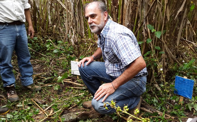 Un biologiste au service des producteurs de cardamome au Guatemala, gr&acirc;ce au programme Uniterra