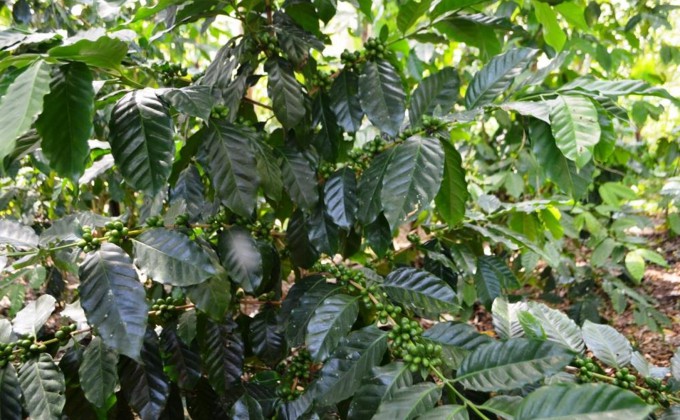 Une d&eacute;l&eacute;gation de l&rsquo;Alliance Agricole Internationale en visite dans la R&eacute;gion Nord d&rsquo;Ha&iuml;ti